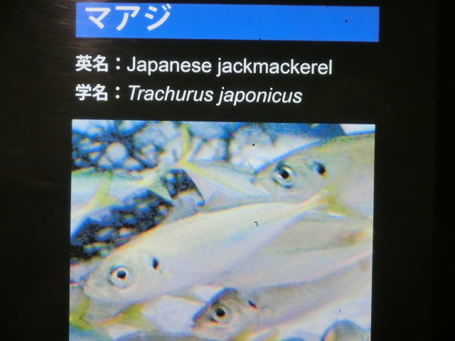 動物編のアジ科のマアジ（マアジ）