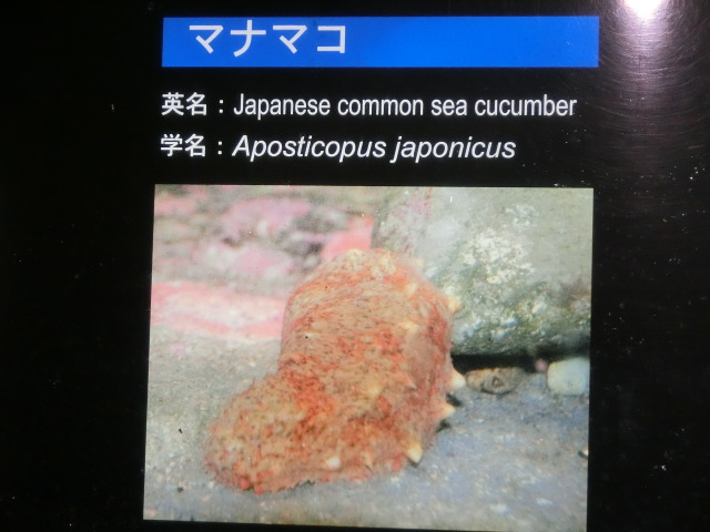 動物編のシカクナマコ科のマナマコ（真海鼠）
