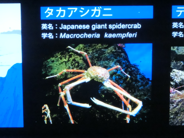 動物編のクモガニ科のタカアシガニ（高足蟹、高脚蟹）