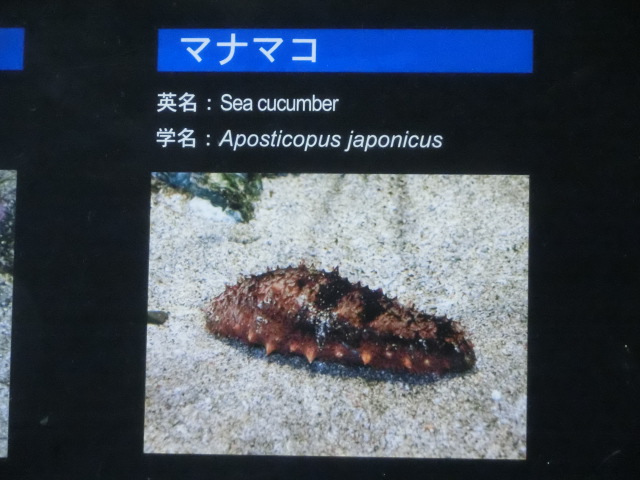 ưʪԤΥʥޥʤΥޥʥޥʿ͡