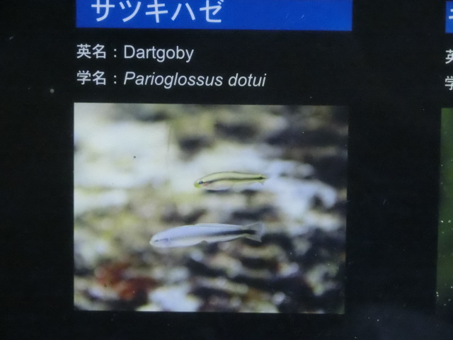 ưʪԤΥϥʤΥĥϥʥĥϥ