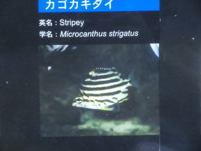 動物編のカゴカキダイ科のカゴカキダイ（カゴカキダイ）