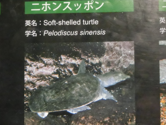 ưʪԤΥåݥʤΥ˥ۥ󥹥åݥ