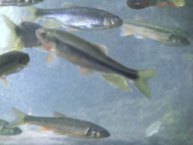 動物編のコイ科のウグイ（鯎）