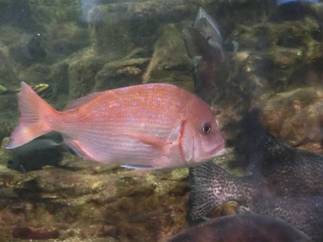 動物編のタイ科のマダイ（真鯛）