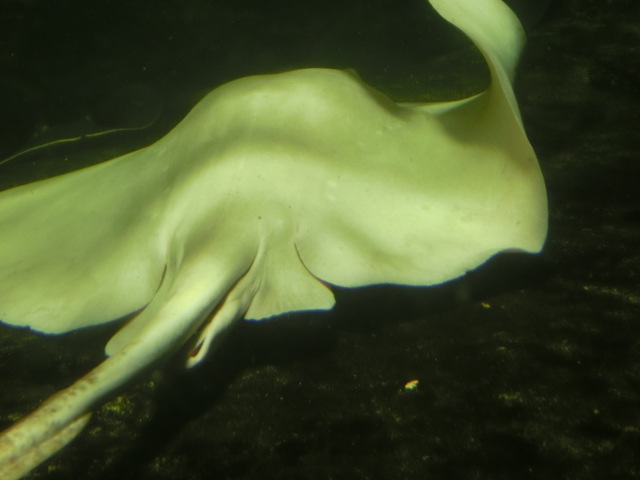 動物編のアカエイ科のアカエイ（アカエイ）