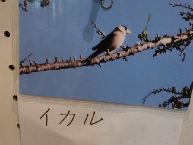 動物編のアトリ科のイカル（鵤）