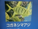 ưʪԤβʤΥͥޥʥͥޥ