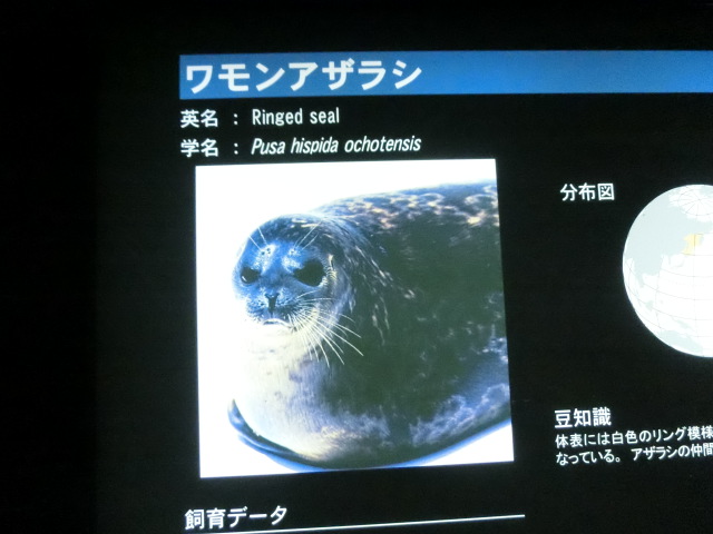 動物編のアザラシ科のワモンアザラシ