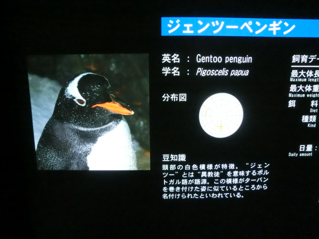 豆 知識 ペンギン