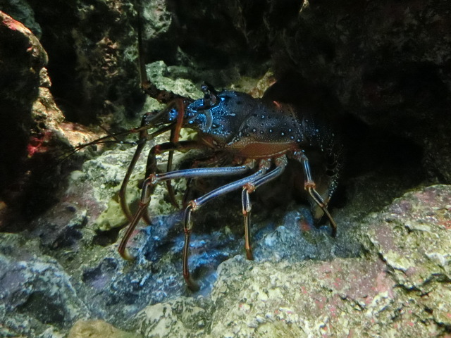 動物編のイセエビ科のアカイセエビ