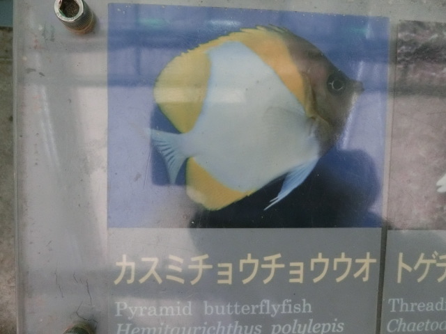 ưʪԤΥ祦祦ʤΥߥ祦祦ʥߥ祦祦