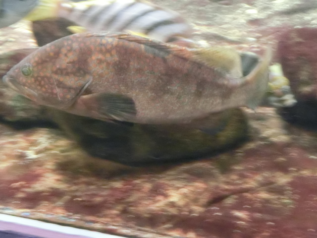 ưʪԤΥϥʤΥϥұ