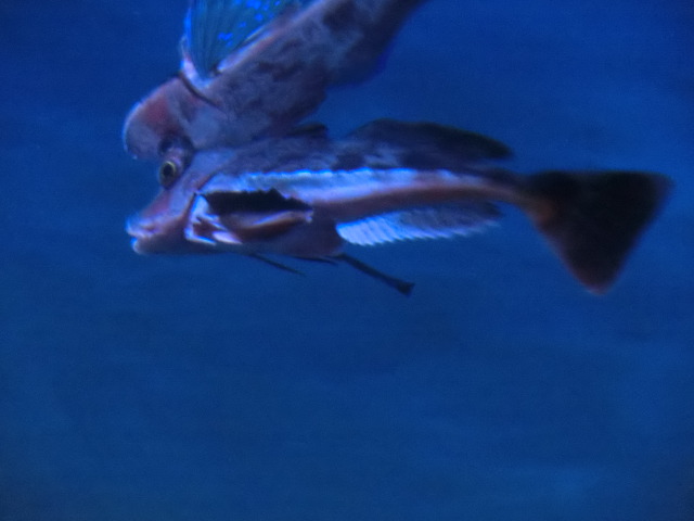 ưʪԤΥۥܥʤΥۥܥ鮄