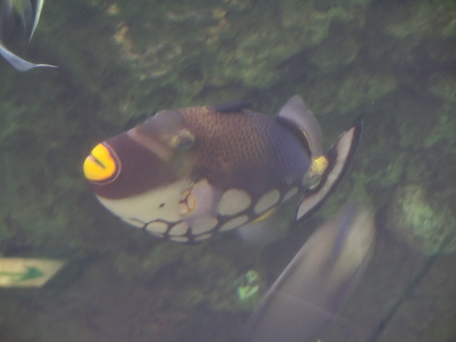 動物編のモンガラカワハギ科のモンガラカワハギ（紋殻皮剥）
