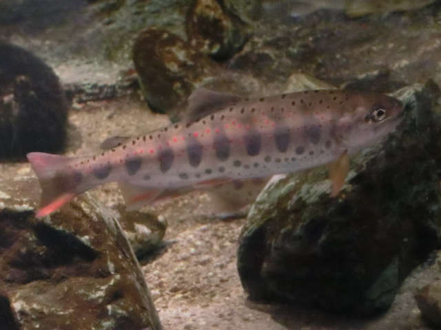 動物編のサケ科のアマゴ（雨子、雨魚）