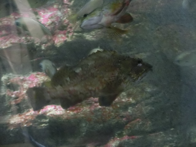 動物編のフサカサゴ科のカサゴ（瘡魚）
