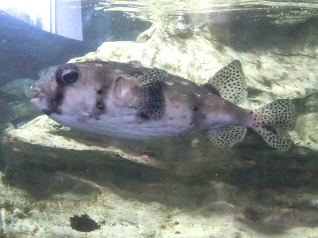 動物編のハリセンボン科のイシガキフグ（石垣河豚）