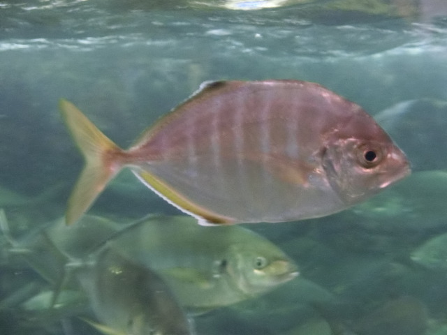 動物編のアジ科のカイワリ（貝割）
