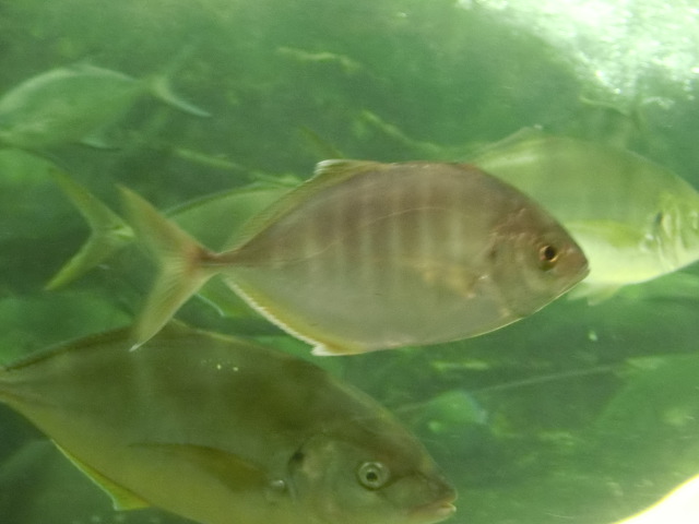 動物編のアジ科のカイワリ（貝割）