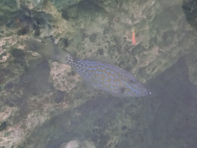 動物編のカワハギ科のソウシハギ（草紙剥）