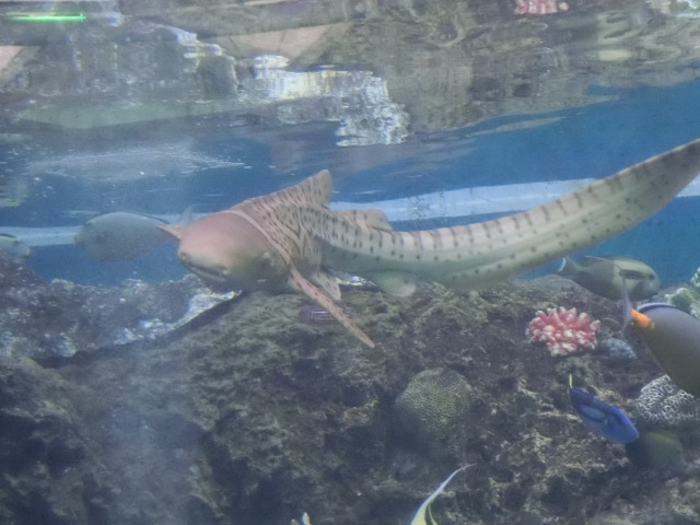 動物編のトラフザメ科のトラフザメ（虎斑鮫）