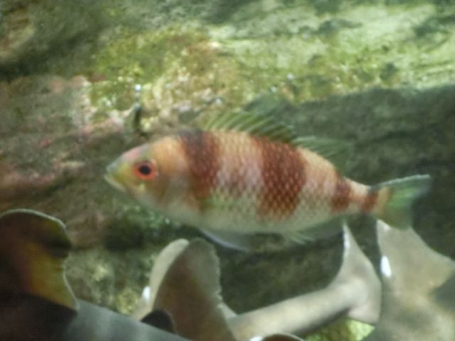動物編のイトヨリダイ科のタマガシラ（玉頭）