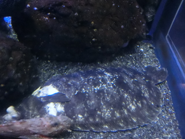 動物編のカレイ科のババガレイ（婆鰈）