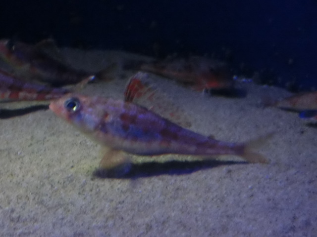 ưʪԤΥҥʤΥҥɱ