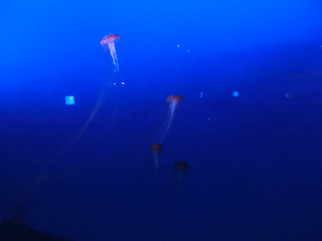 動物編のオキクラゲ科のアカクラゲ（赤水母）