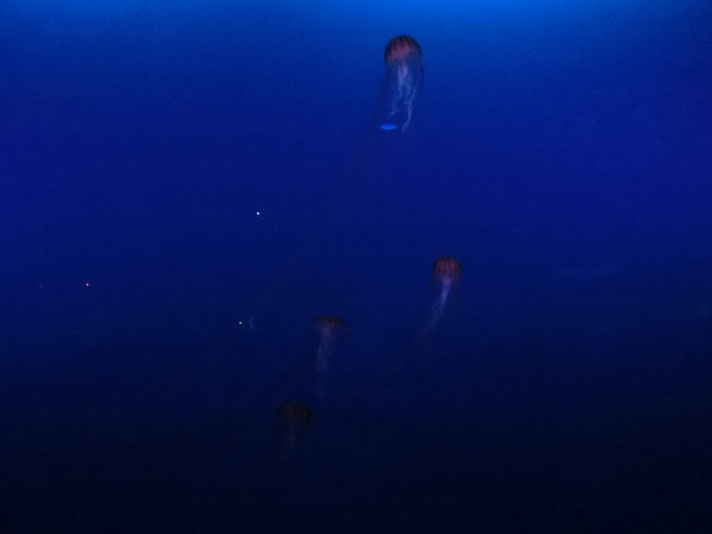 動物編のオキクラゲ科のアカクラゲ（赤水母）