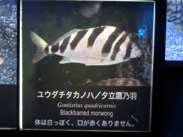 ưʪԤΥΥϥʤΥ楦Υϡʥ楦Υϡ