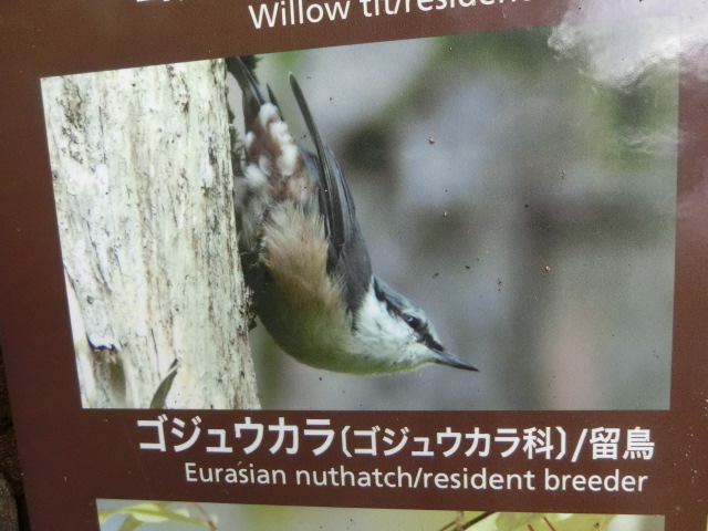 動物編のゴジュウカラ科のゴジュウカラ（五十雀）
