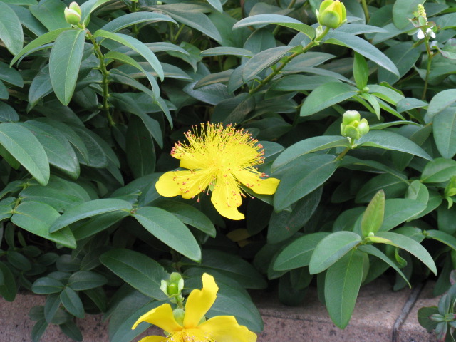 植物編のオトギリソウ科のヒペリカム カリシナム