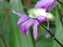 植物編のラン科のシラン（紫蘭）