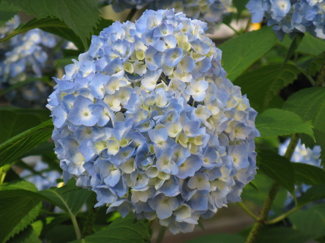 植物編のアジサイ科のセイヨウアジサイ