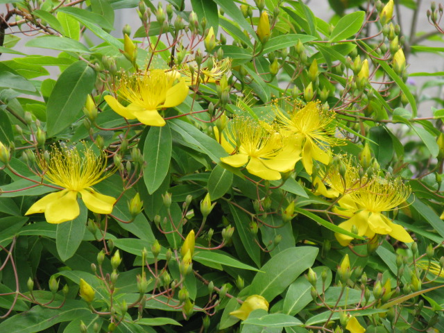 植物編のオトギリソウ科のビョウヤナギ