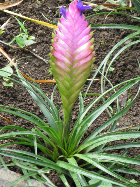 植物編のパイナップル科のチランドシア