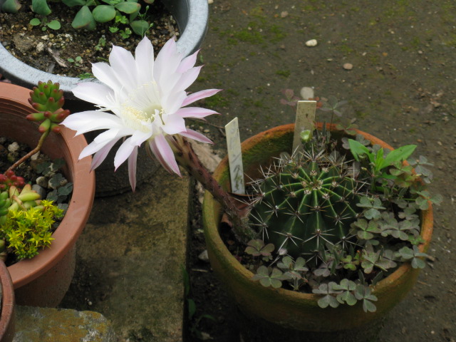 植物編のサボテン科のカセイマル