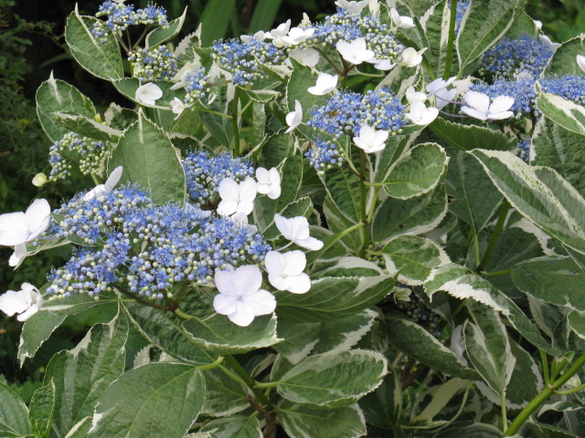 植物編のアジサイ科のフイリガクアジサイ