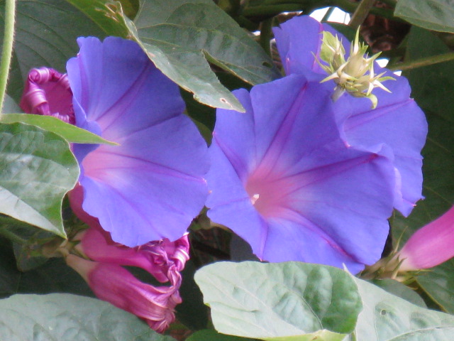 植物編のヒルガオ科のアサガオ（朝顔）