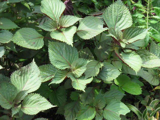 植物編のシソ科のシソ