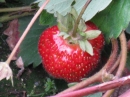 植物編のバラ科のイチゴ（苺）