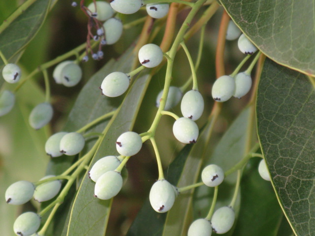 植物編のユズリハ科のユズリハ（譲葉）