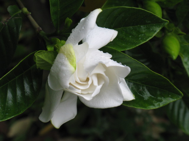 植物編のアカネ科のオオヤエクチナシ