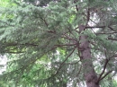 植物編のマツ科のヒマラヤスギ（ヒマラヤ杉）