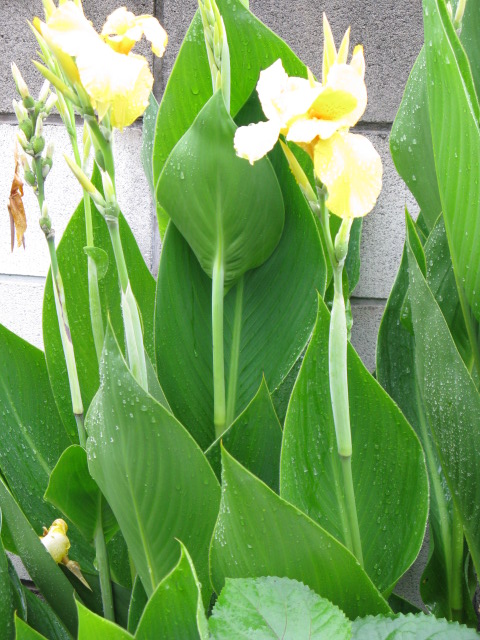 植物編のカンナ科のカンナ
