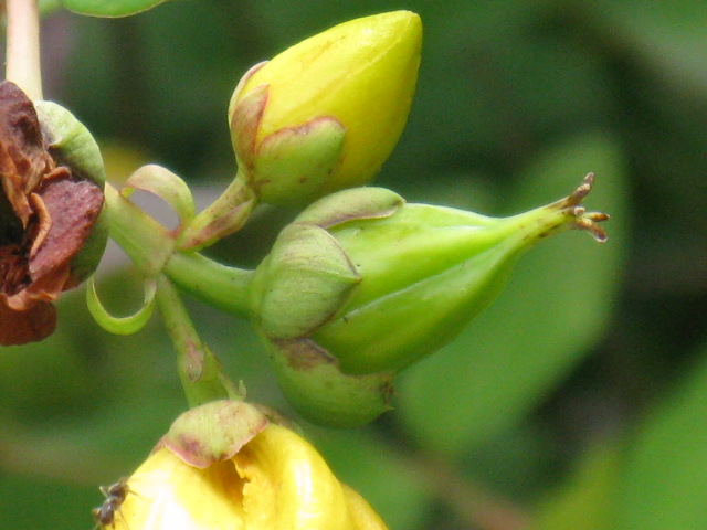植物編のオトギリソウ科のキンシバイ（金糸梅）