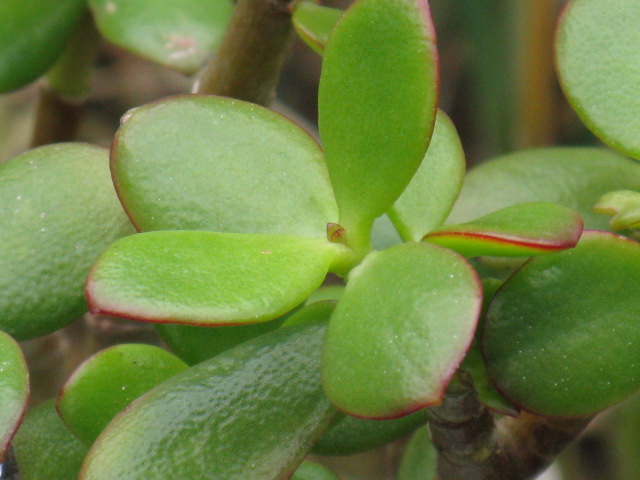 植物編のベンケイソウ科のカネノナルキ（金のなる木）