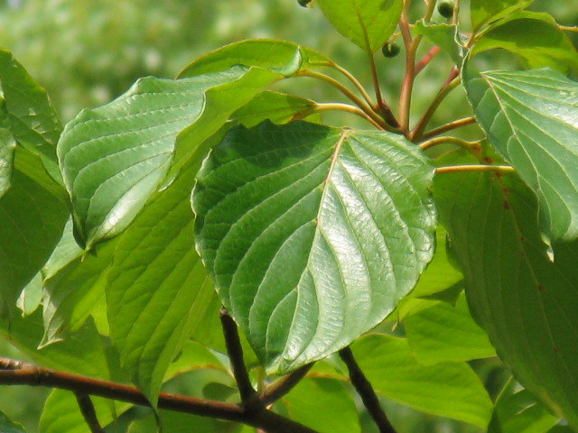 植物編のミズキ科のミズキ